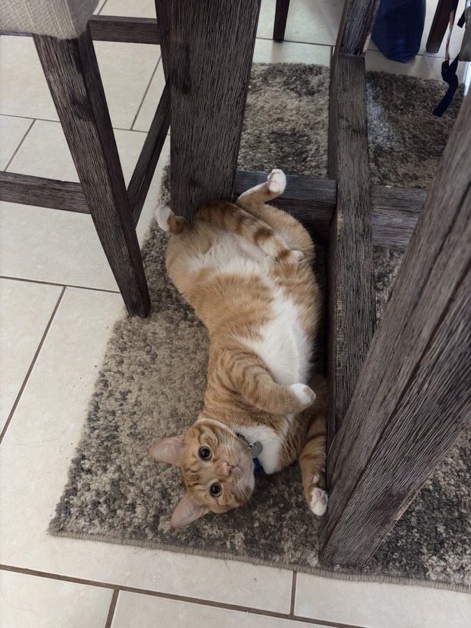 Cheddar the orange tabby lying belly-up on a rug under the kitchen table, looking straight at the camera.