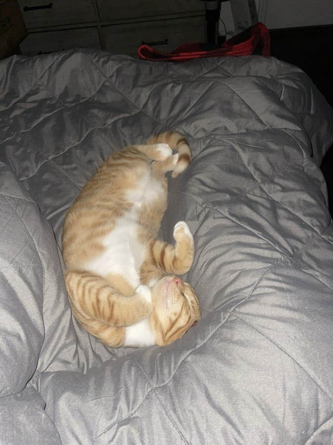 Cheddar as a tiny rescued kitten, fast asleep on his back on a gray comforter with his paws curled up.