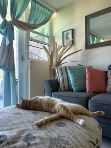 Cheddar stretched out in a dramatic full-body sploot across an ottoman in the living room, teal curtains and green pillows behind him.
